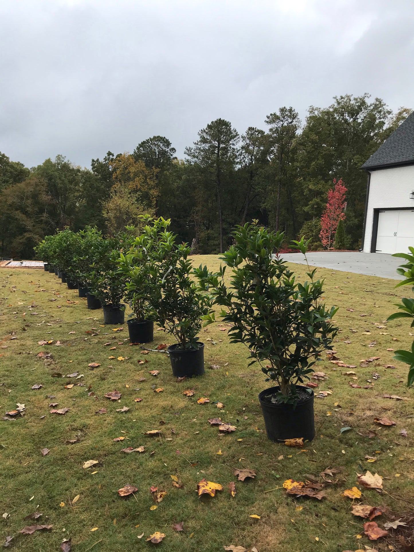 Fragrant Tea Olive Tree 7GAL Installation/Plantings