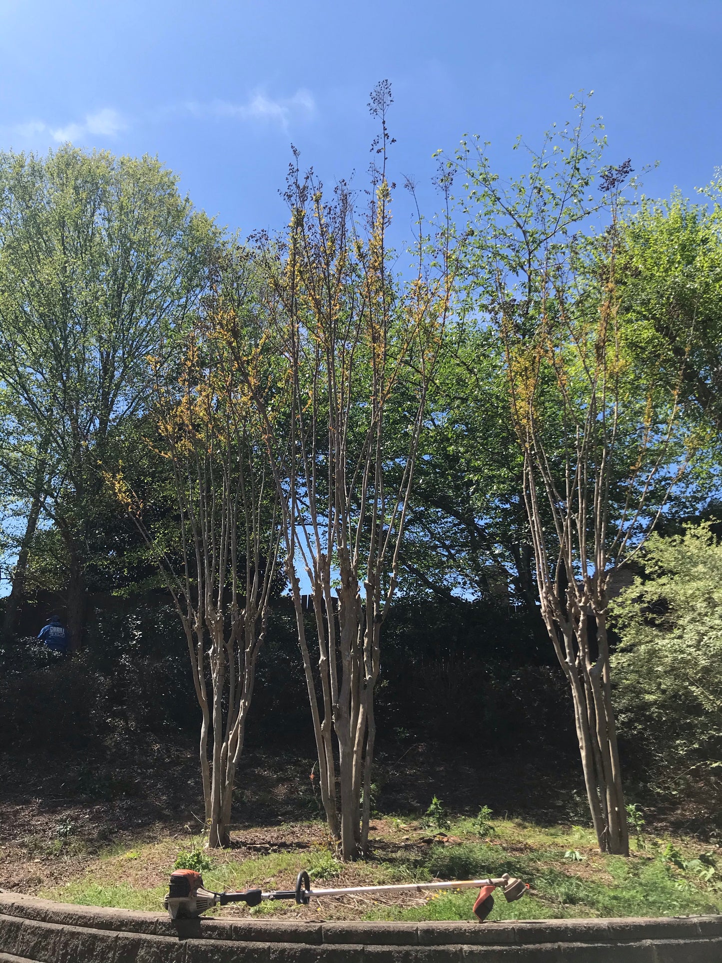 Crape Myrtles Cut Maintenance/Cut