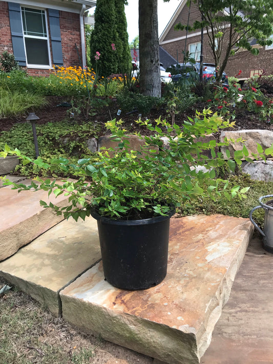 3Gal Abelia Canyon Creek  Installation/Plantings