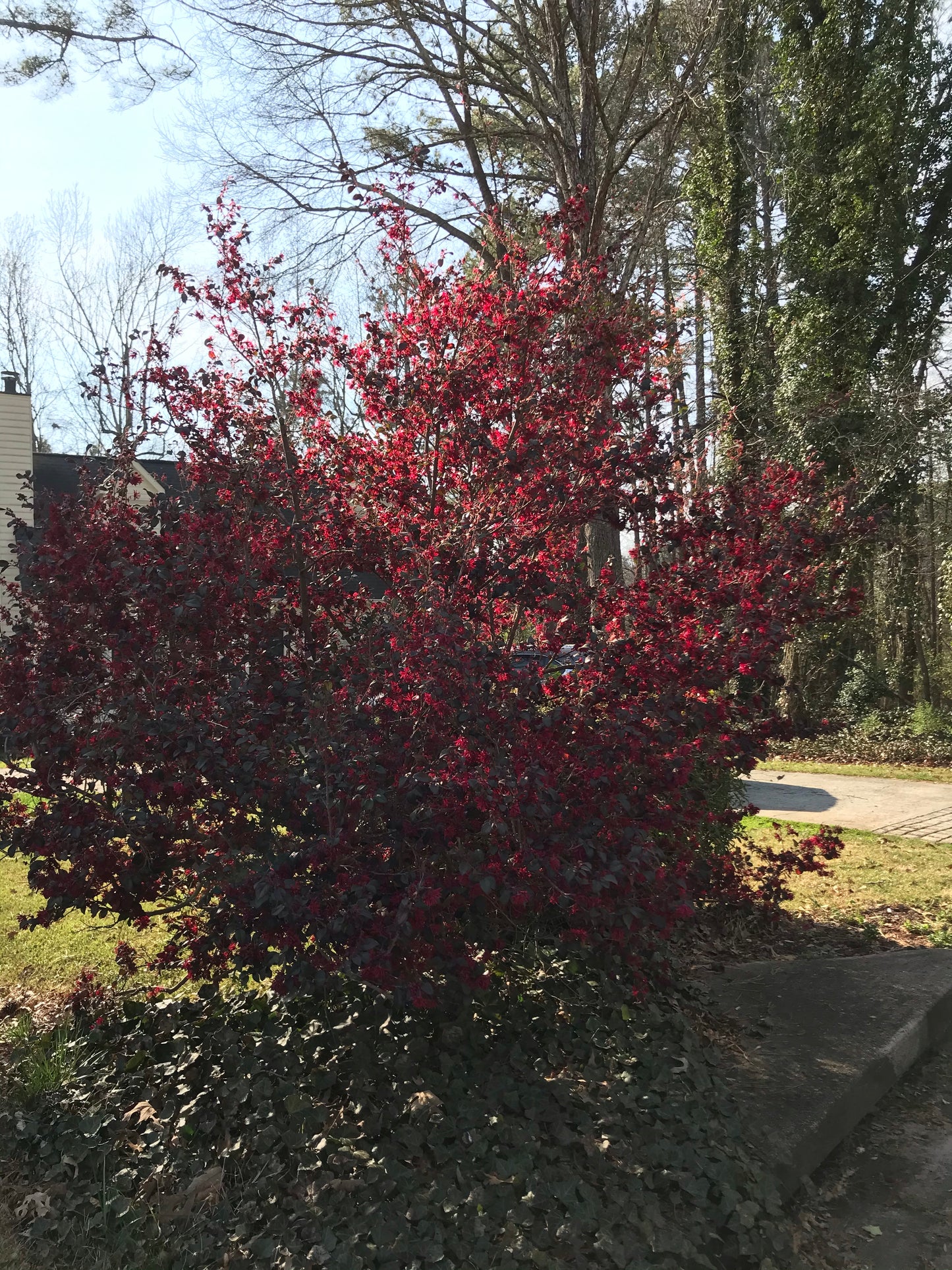 3Gal Weeping Loropetalum  Installation/Plantings