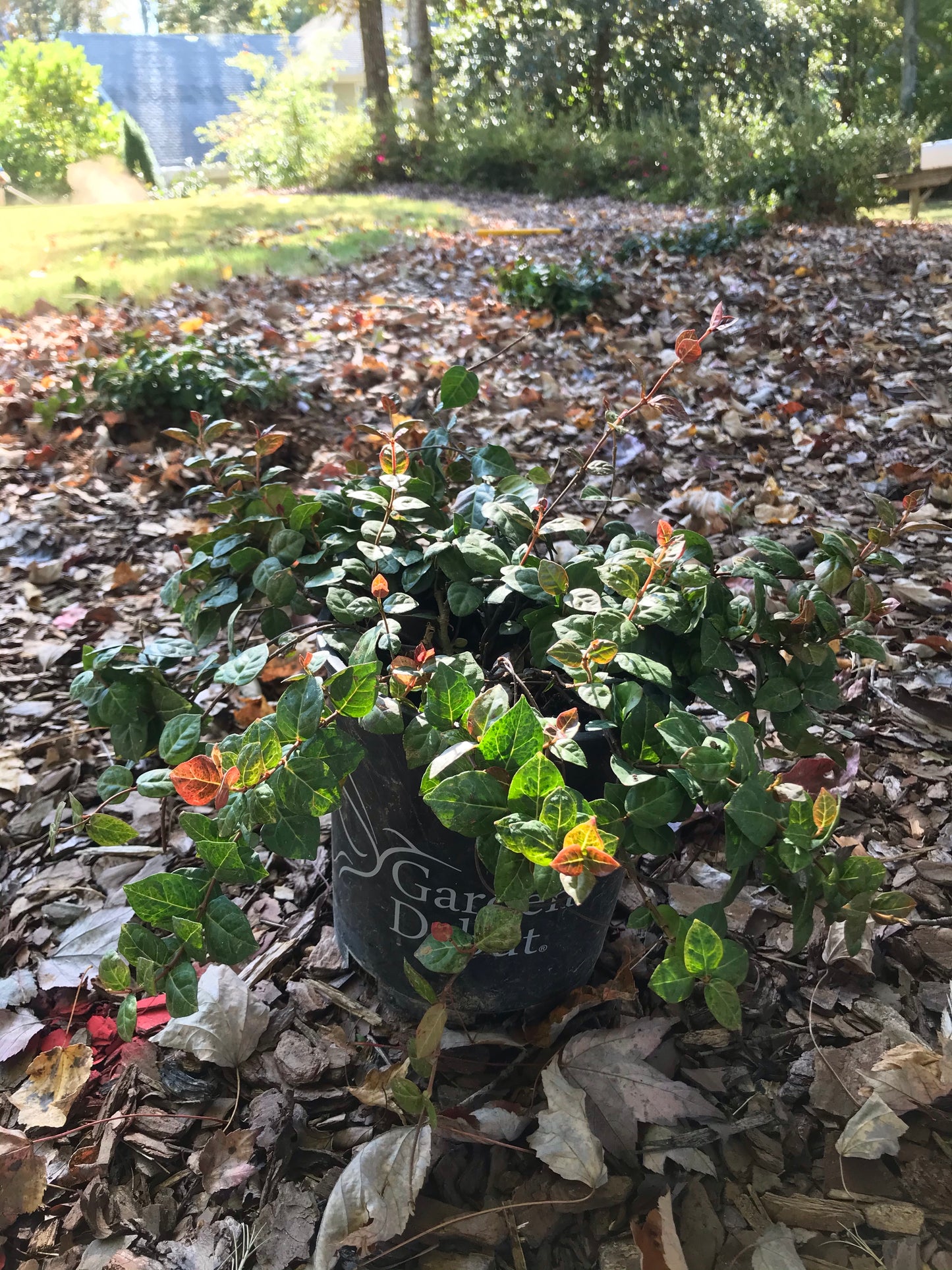 1Gal Asiatic Jasmine Snow-N-Summer Installation/Plantings