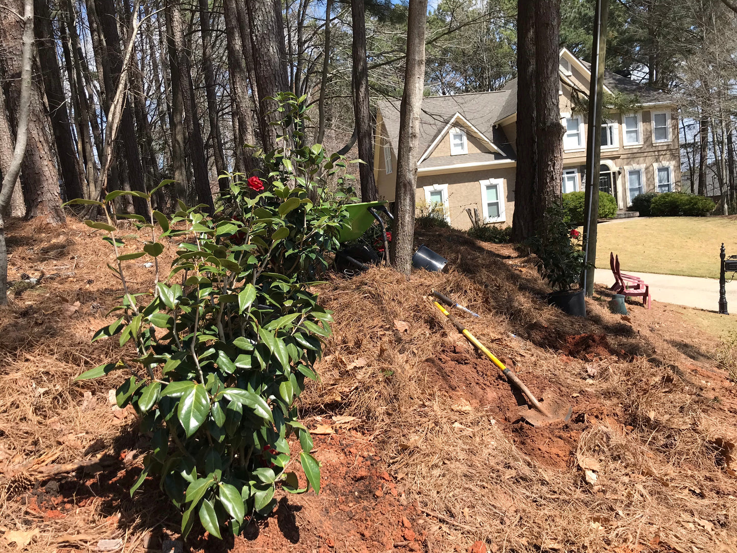 15Gal Red  Flowering Camellia Installation/Plantings