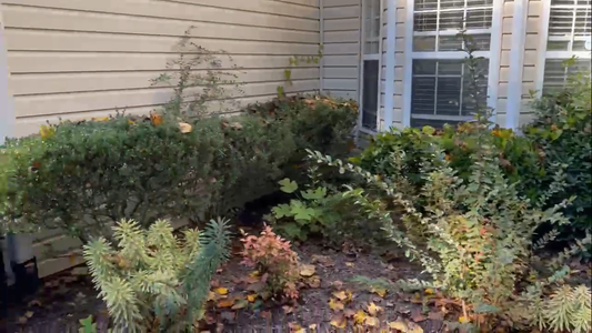 Pull out a bush Small Installation /Cleanup