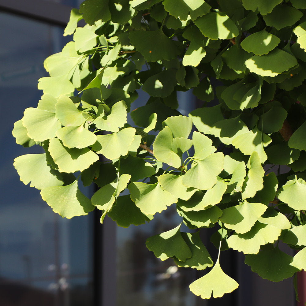 Ginkgo Biloba Seedling 2.0 CAL Installation/Tree