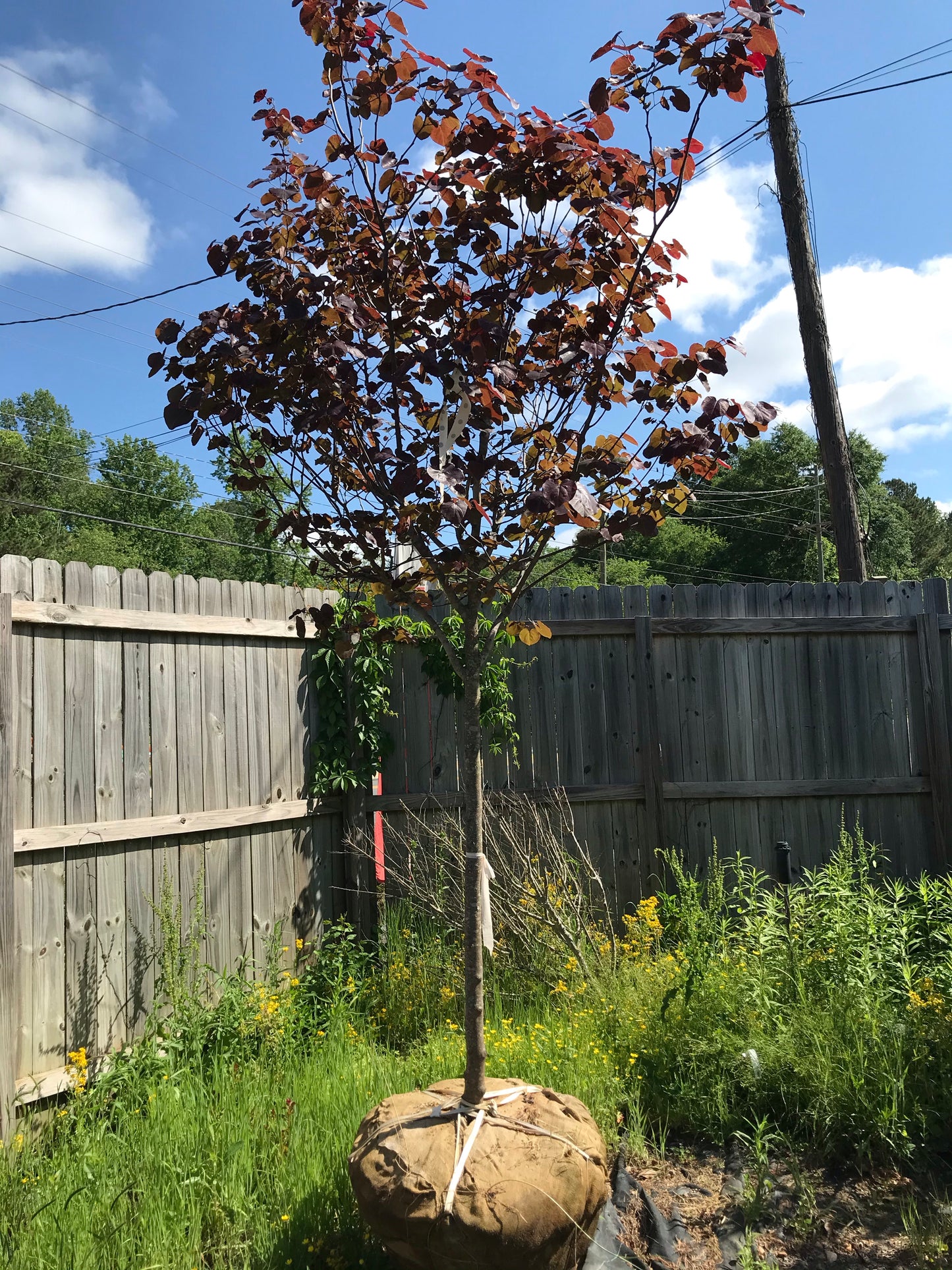 Eastern Redbud 2 in. Installation/Tree