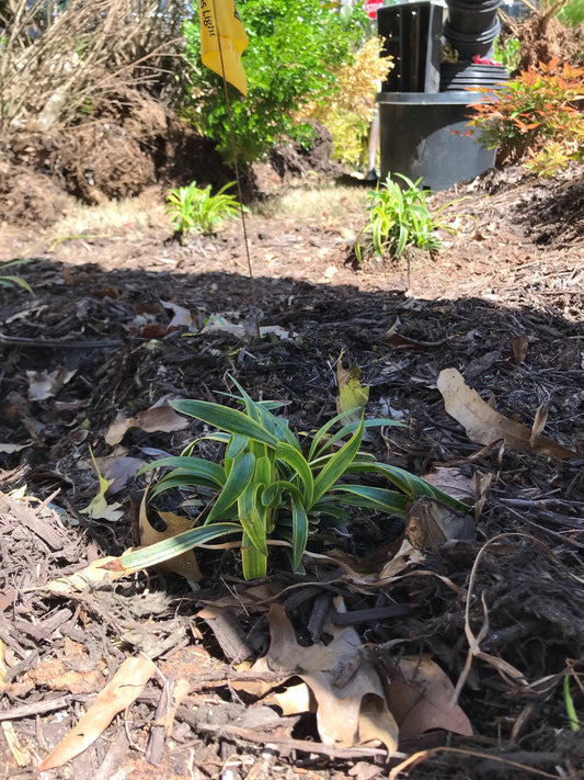 1Gal Liriope Veriegata Installation/Plantings