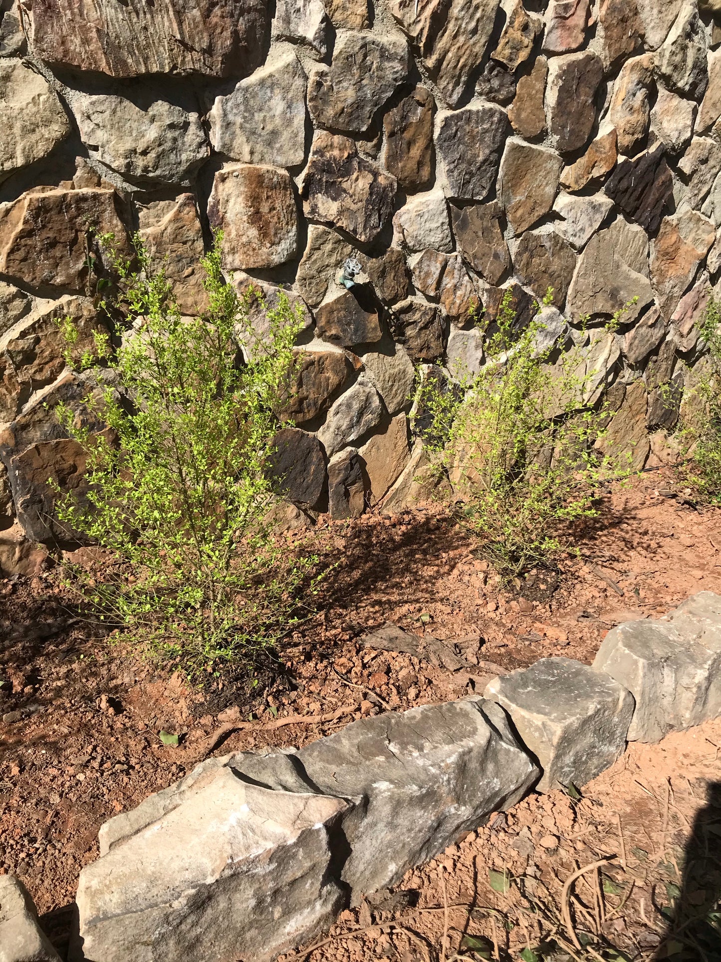 3Gal Sunshine Ligustrum Installation/Plantings