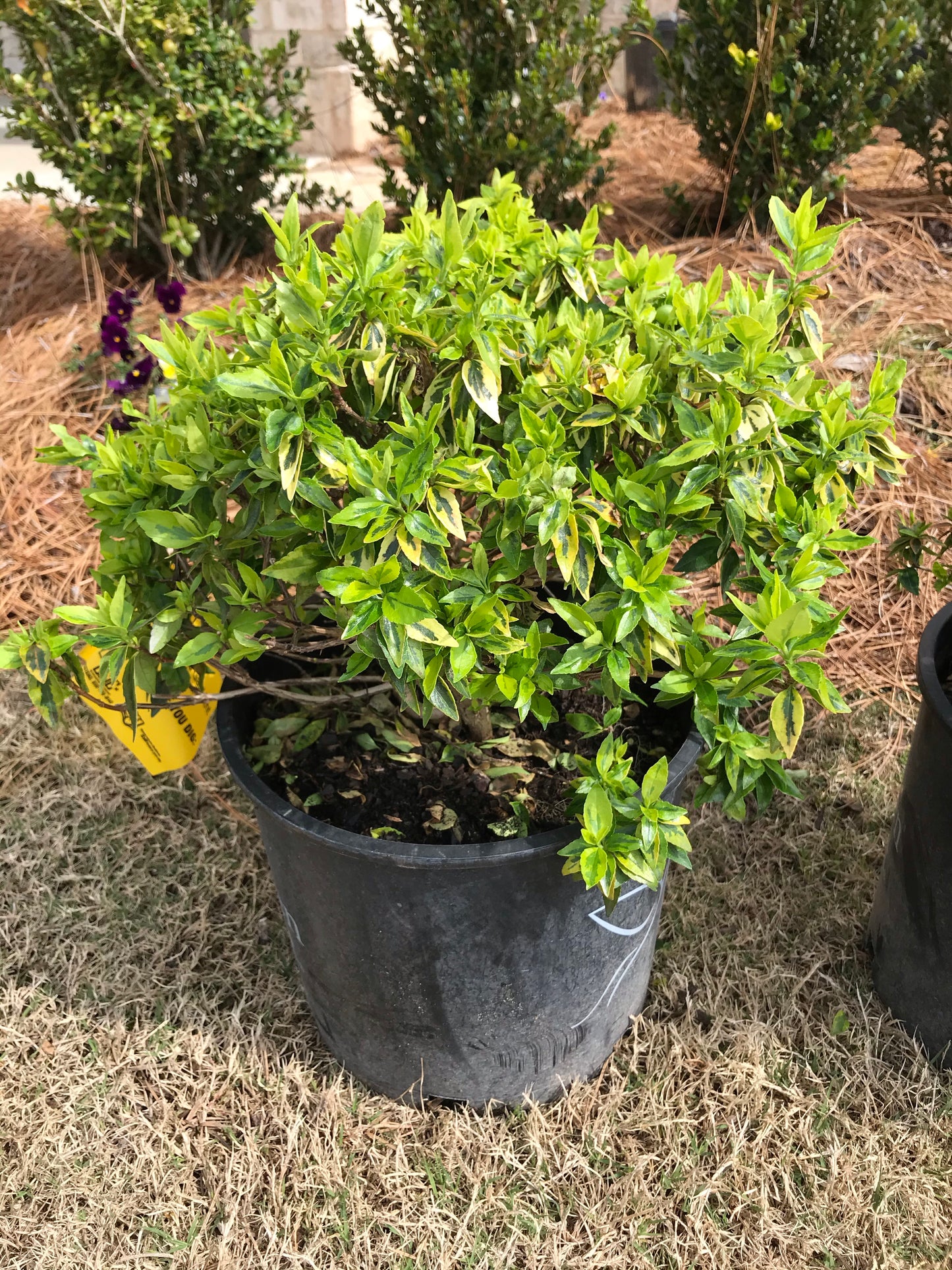 3Gal Abelia Kaleidoscope Installation/Plantings