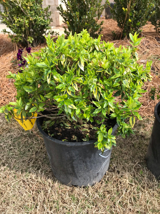 3Gal Abelia Kaleidoscope Installation/Plantings