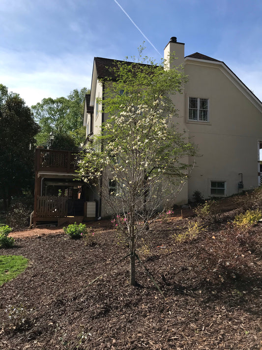 White Cherokee Princess Dogwood   Installation/Tree