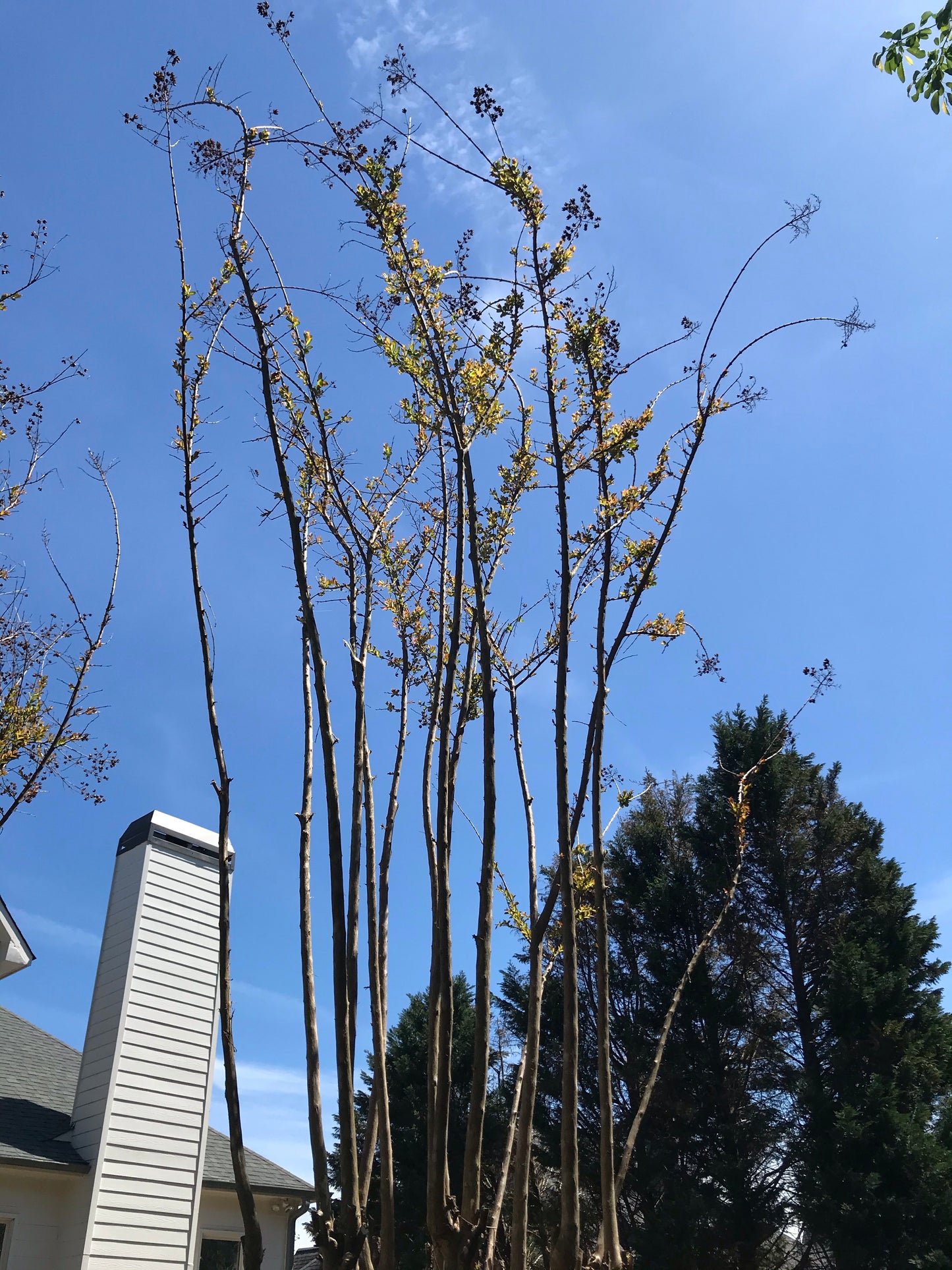 Crape Myrtles Cut Maintenance/Cut