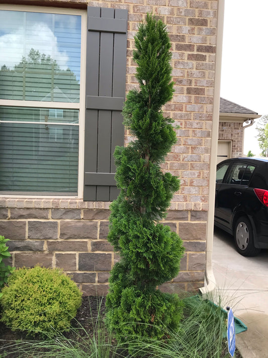 Shaping medium pine with trimmer Maintenance/Cut