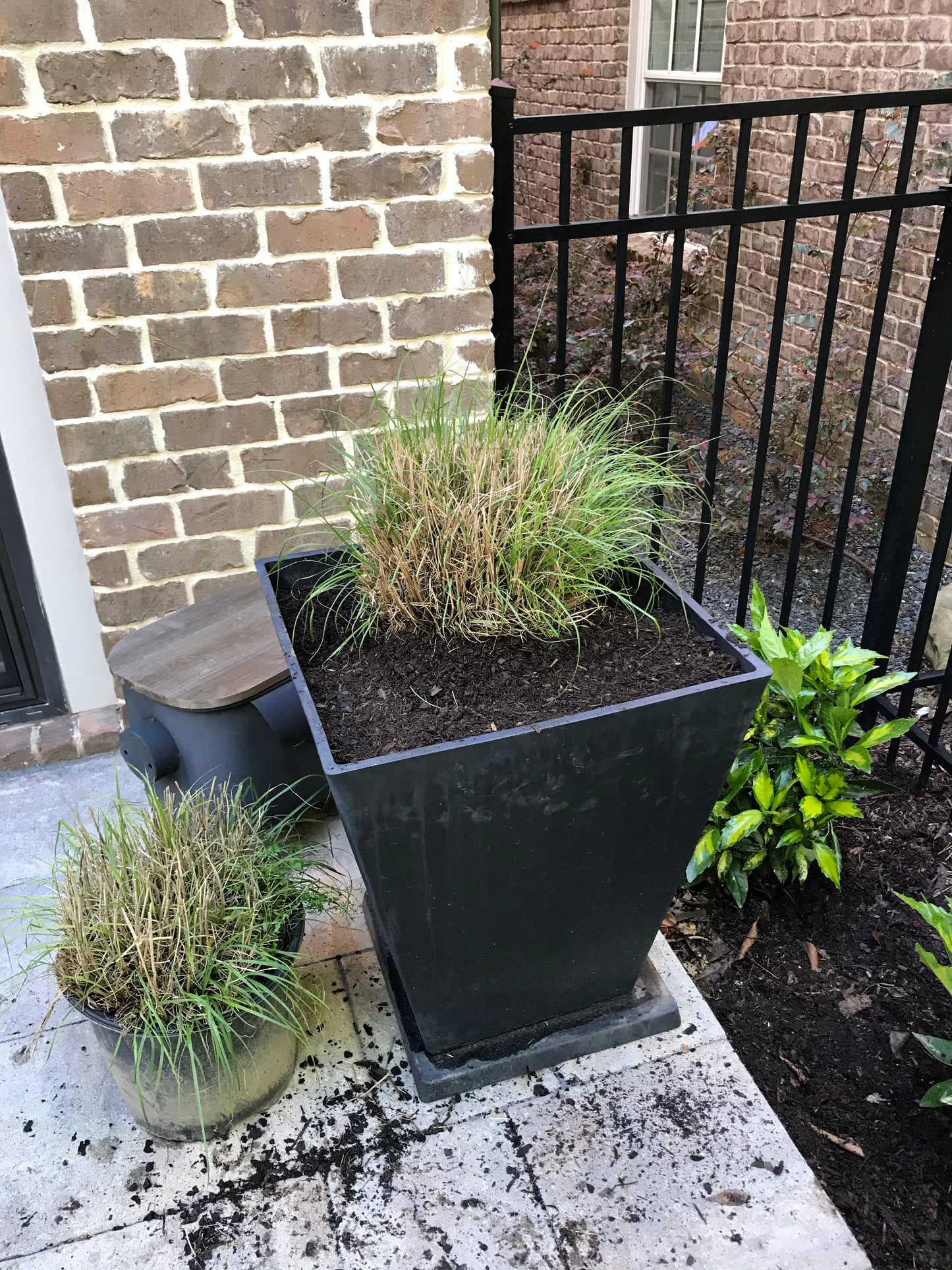 3Gal HameIn Dwarf Fountain Grass Installation/Plantings