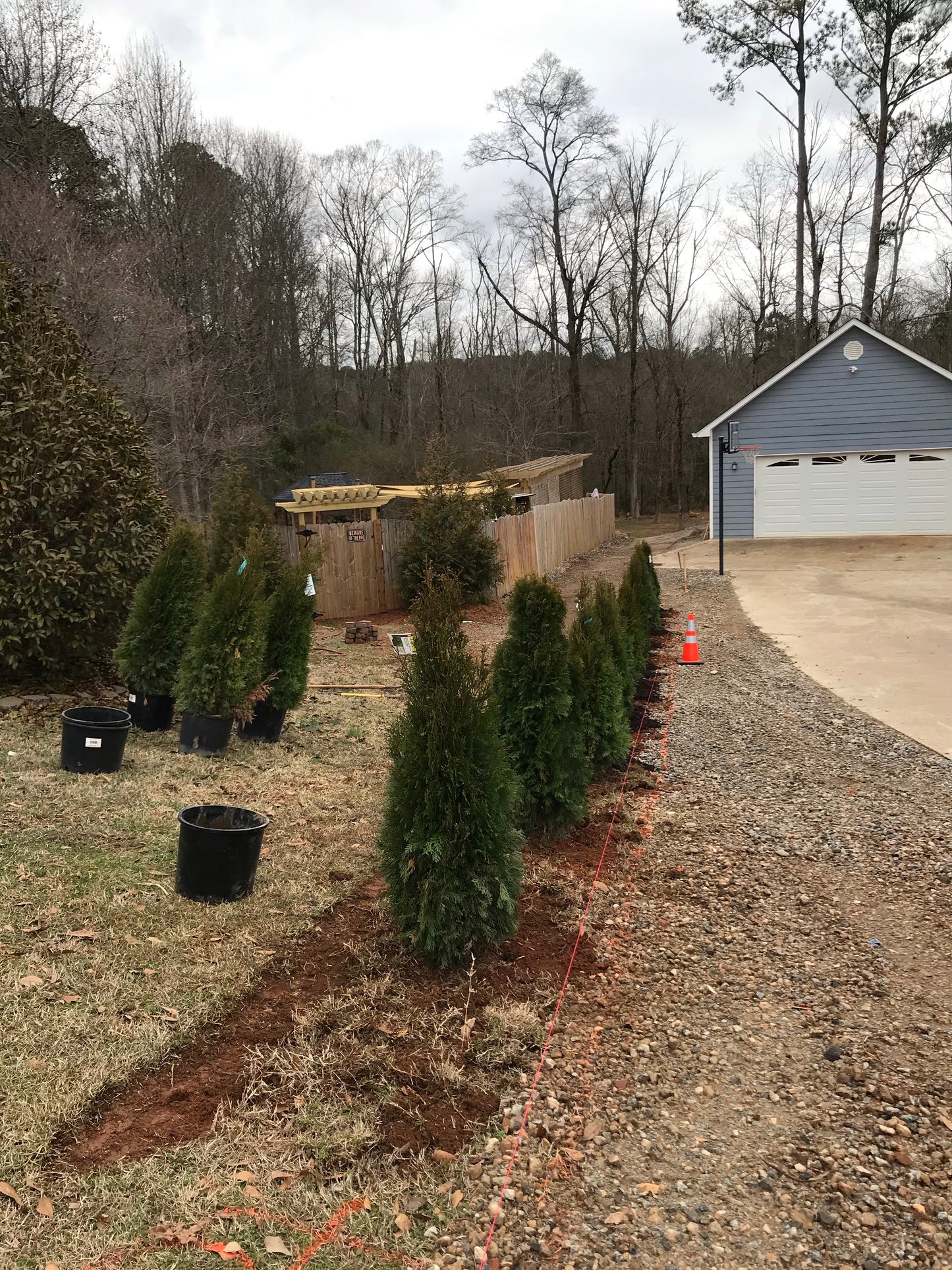 5Gal Emerald Green Arborvitae Installation/Plantings