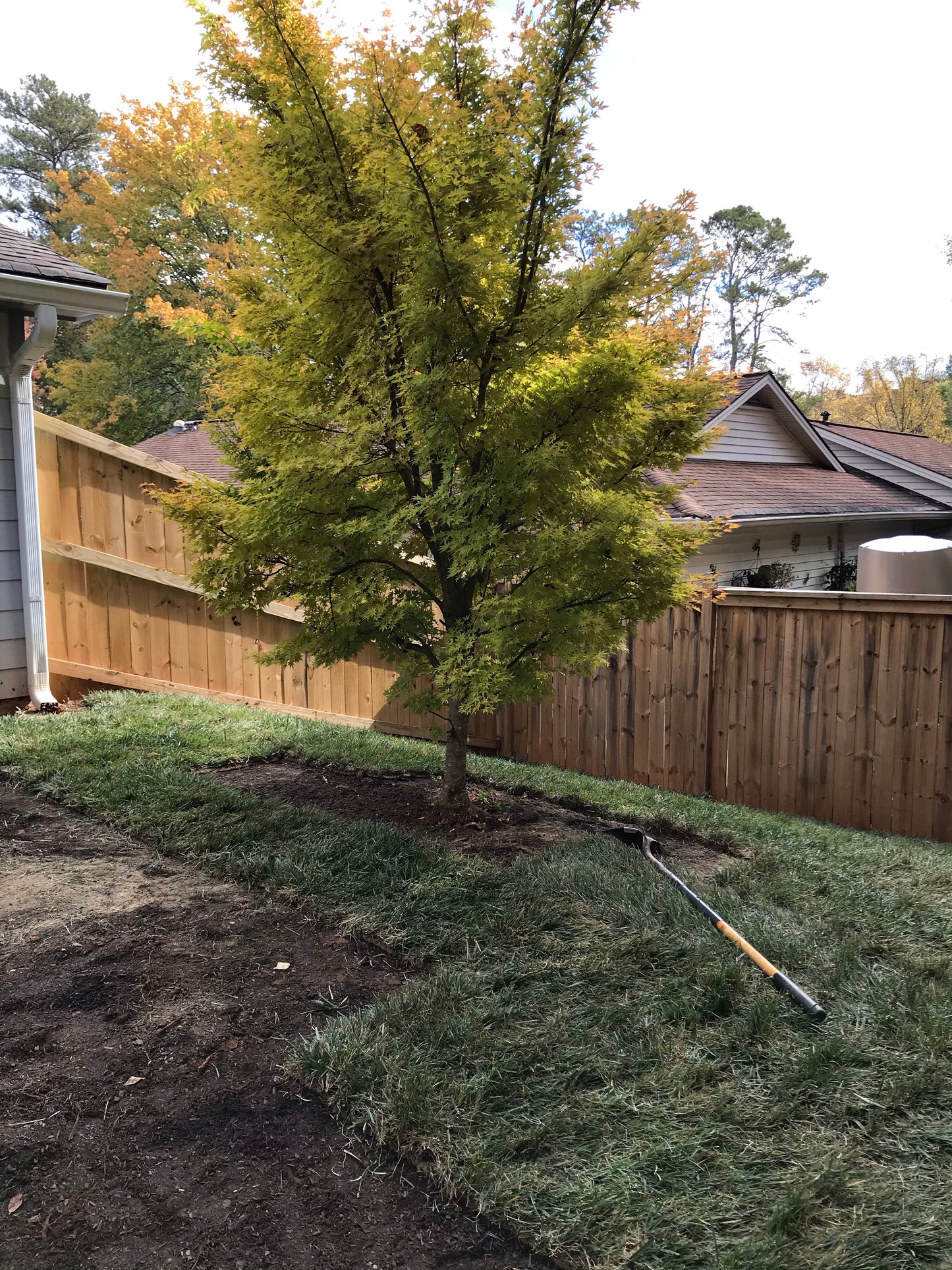 Fescue 500 square feet per pallet Installation/Sod