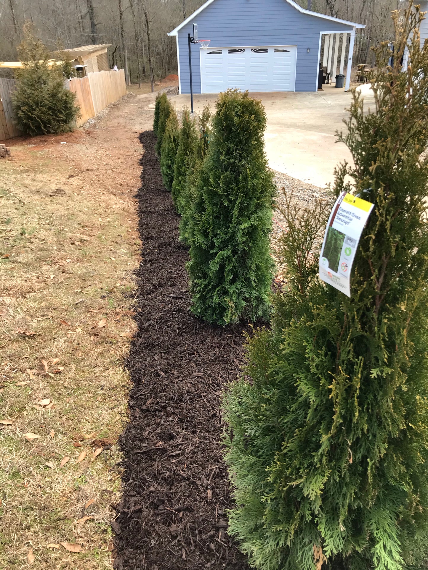 5Gal Emerald Green Arborvitae Installation/Plantings