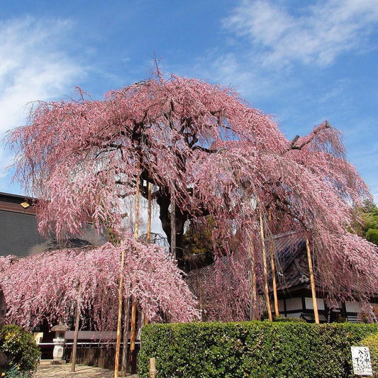 15GAL WEEPING CHERRY PINK  Installation/Tree