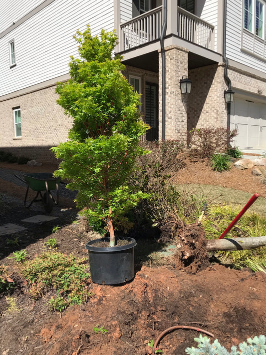 7G Dissectum Japanese Maple  Installation/Tree