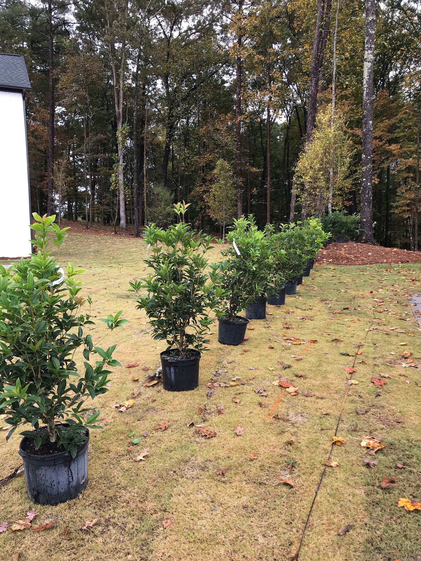 Fragrant Tea Olive Tree 7GAL Installation/Plantings