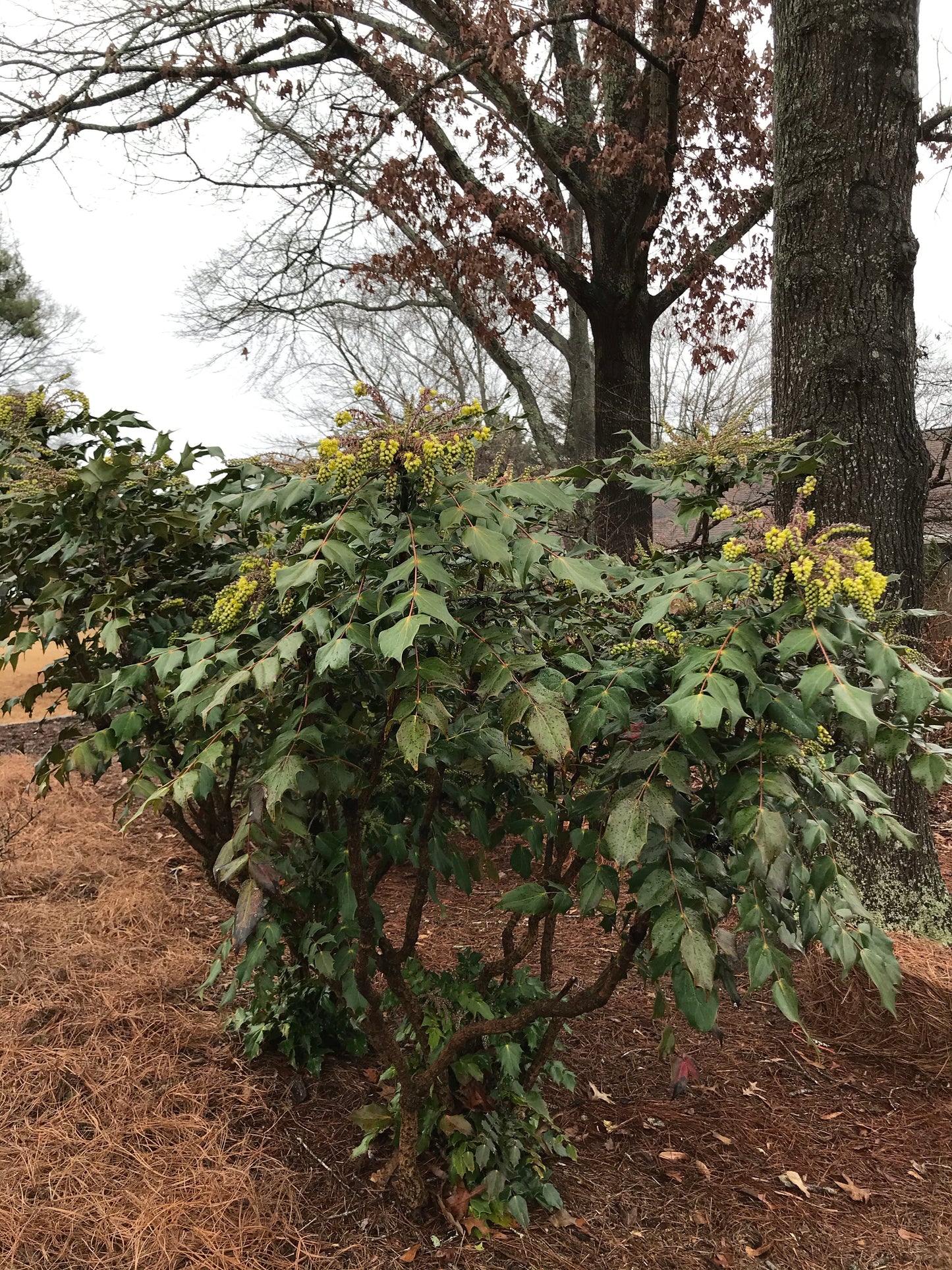 Mahonia  Maintenance/Cut