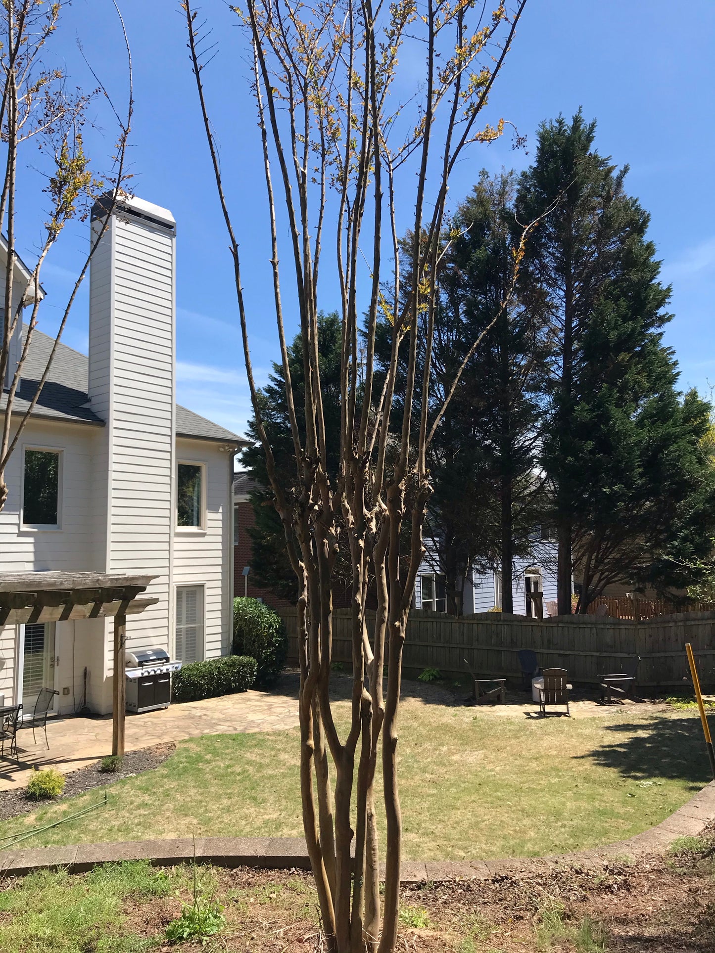 Crape Myrtles Cut Maintenance/Cut