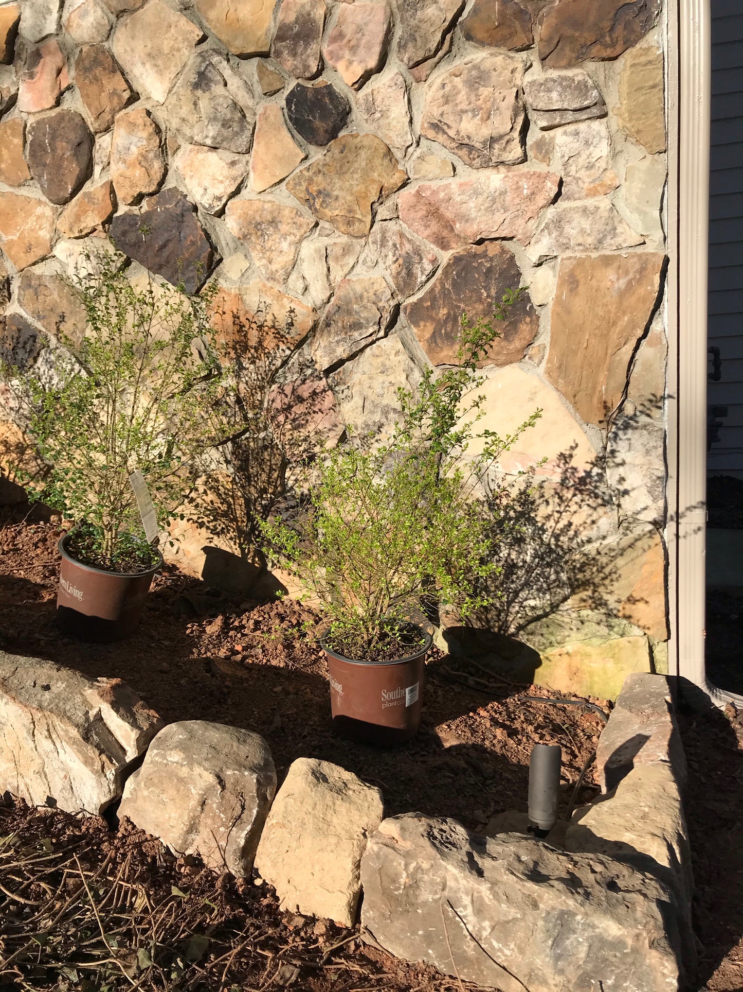 3Gal Sunshine Ligustrum Installation/Plantings