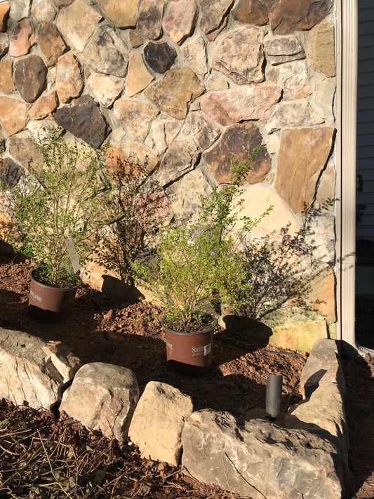 3Gal Sunshine Ligustrum Installation/Plantings