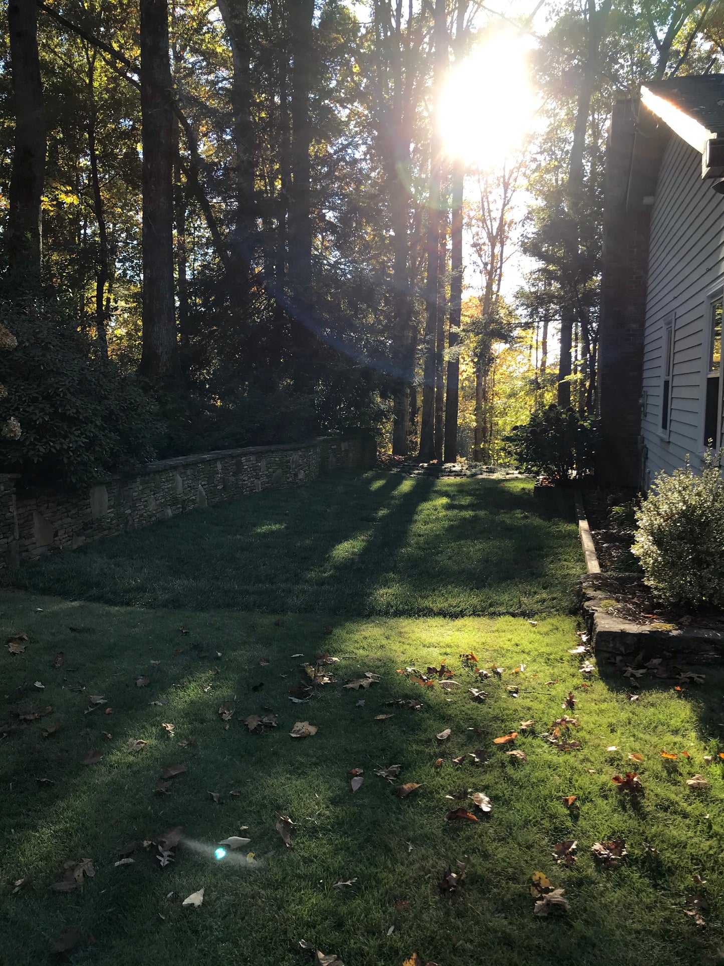 Fescue 500 square feet per pallet Installation/Sod