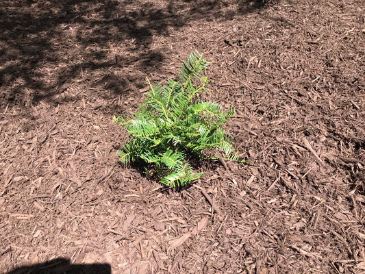 3Gal Spreading Plum Yew Installation/Plantings