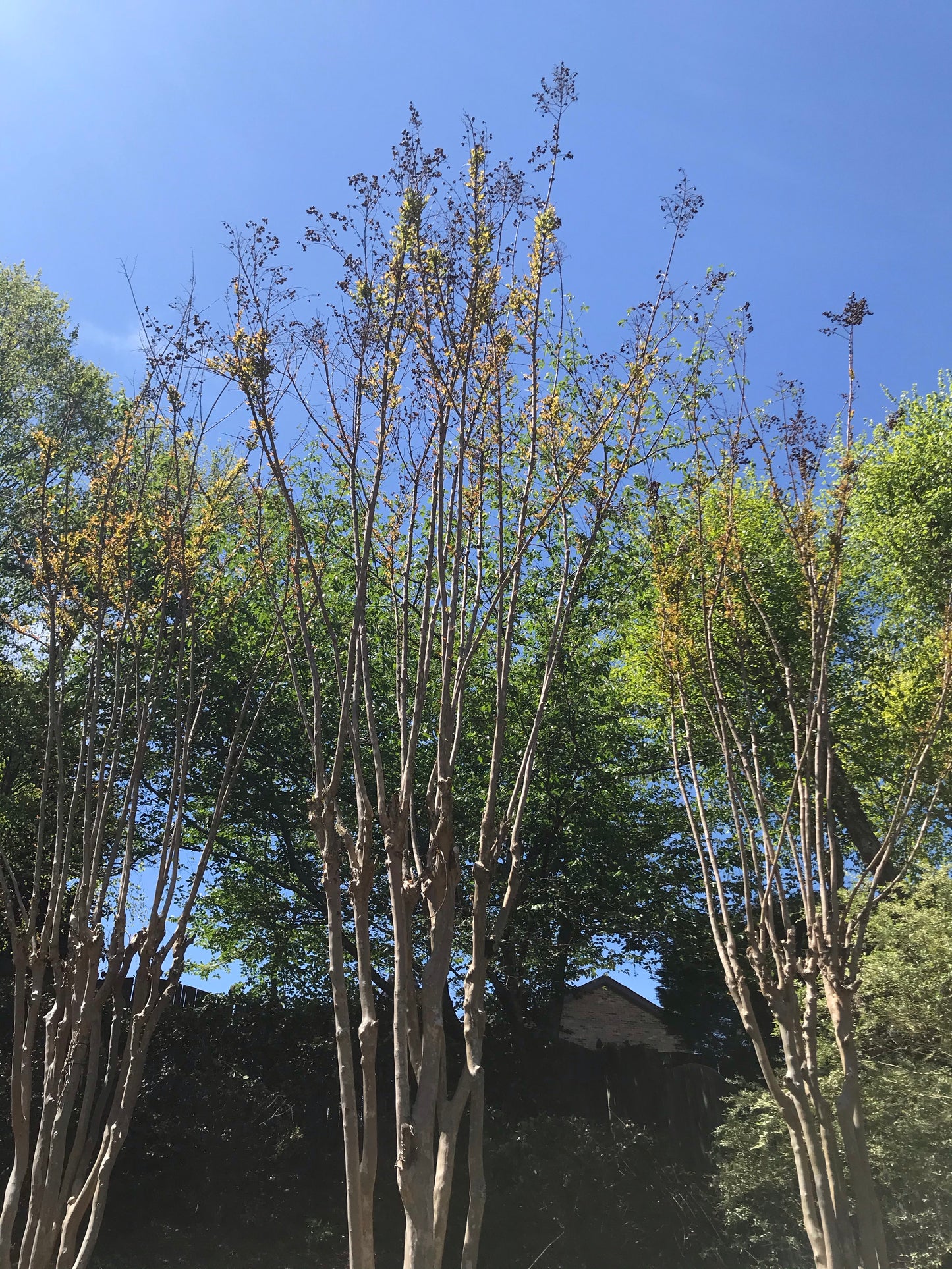 Crape Myrtles Cut Maintenance/Cut