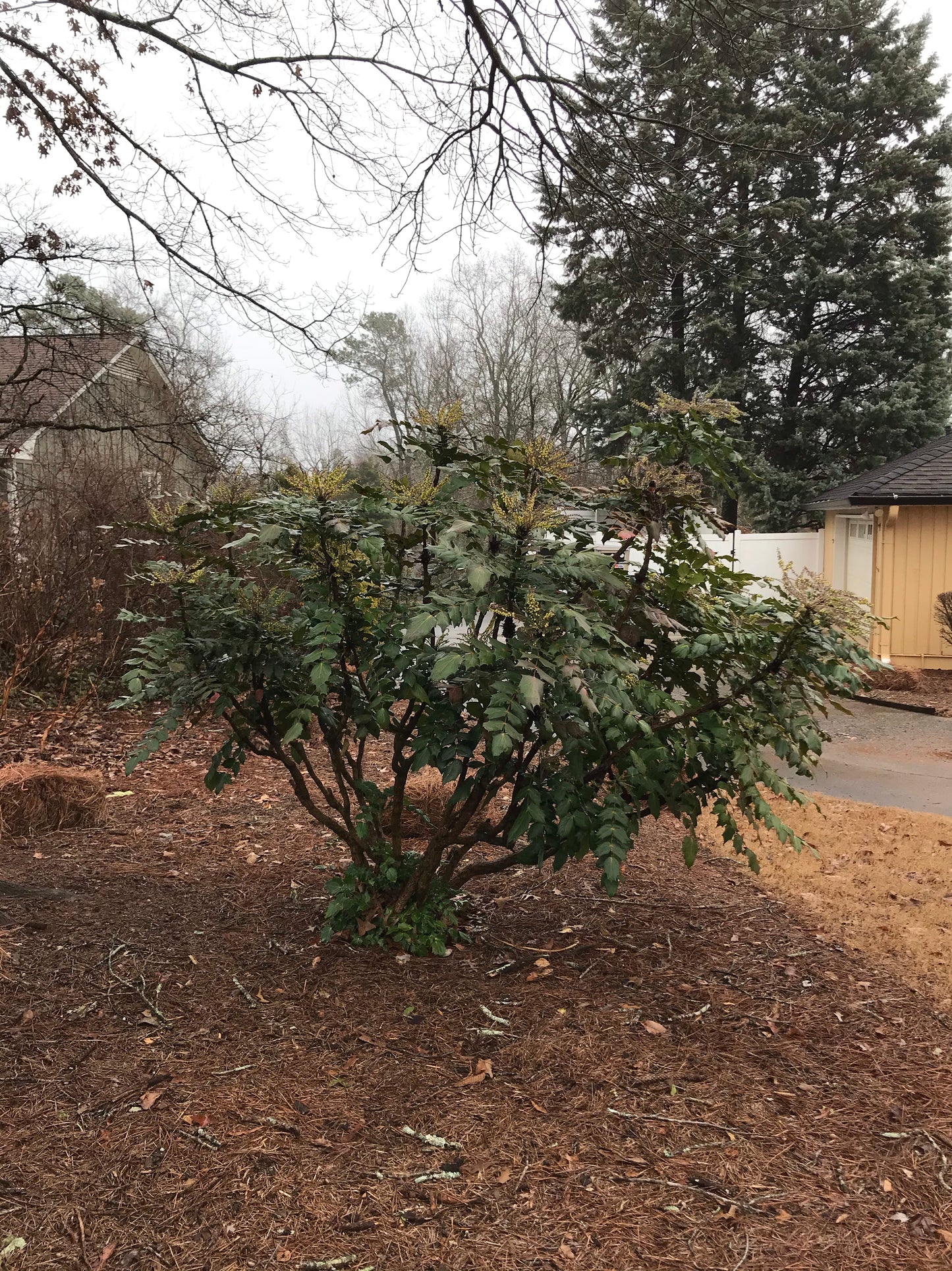 Mahonia  Maintenance/Cut