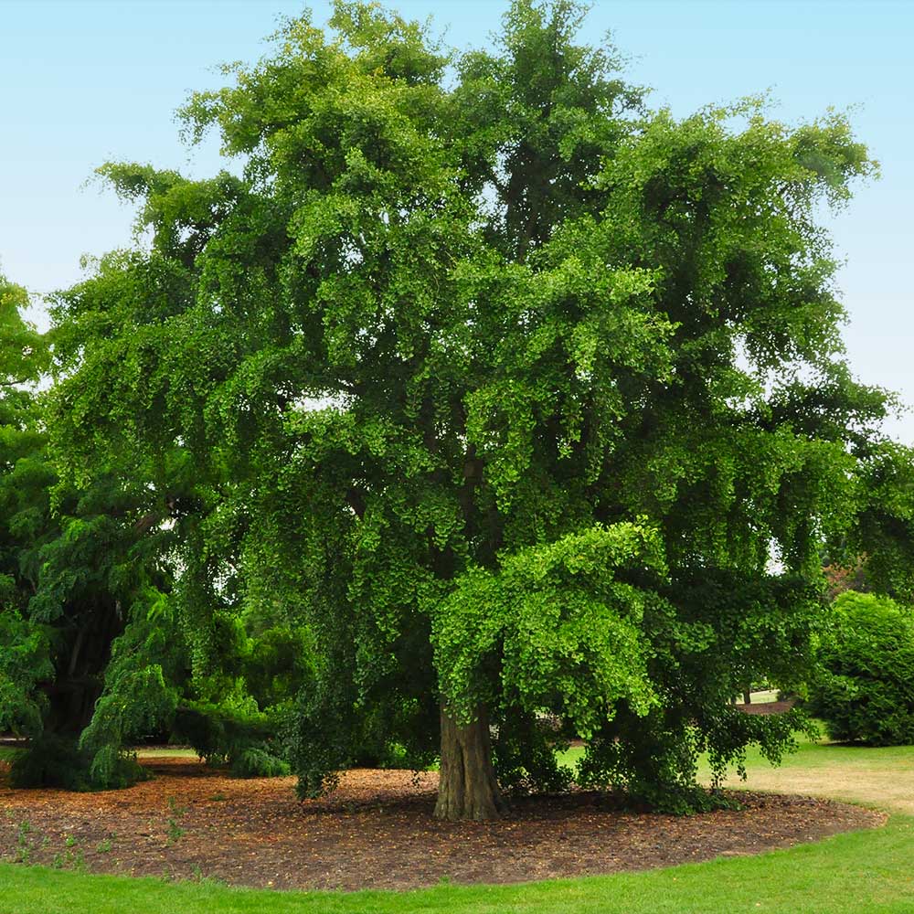 Ginkgo Biloba Seedling 2.0 CAL Installation/Tree