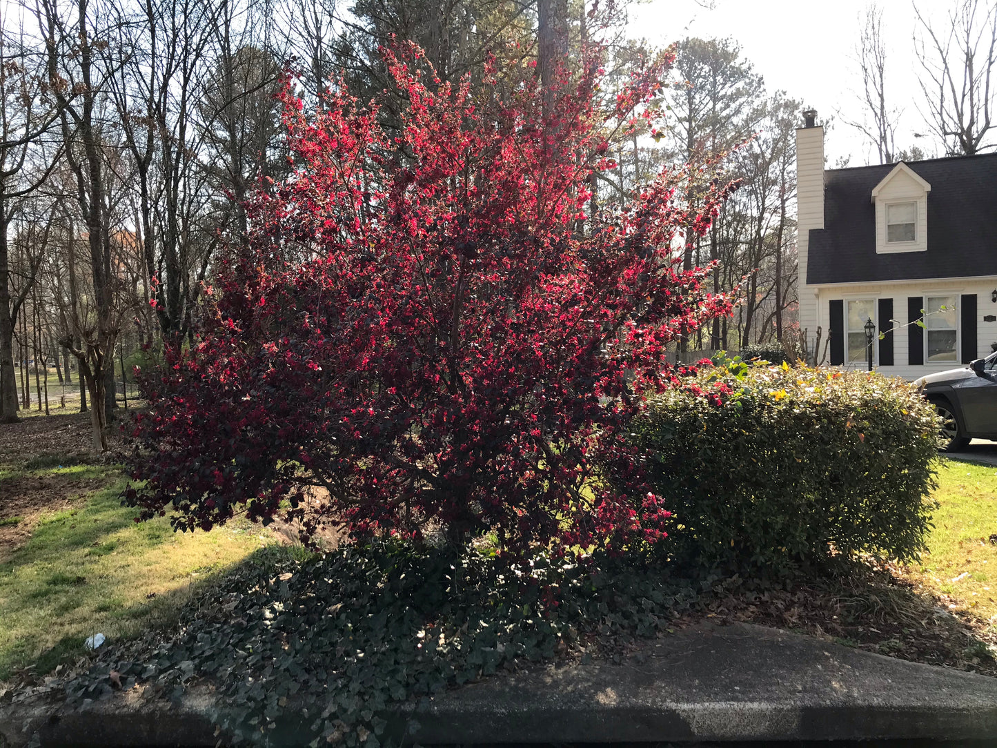 3Gal Weeping Loropetalum  Installation/Plantings