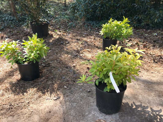 3Gal Florida Sunshine  Installation/Plantings