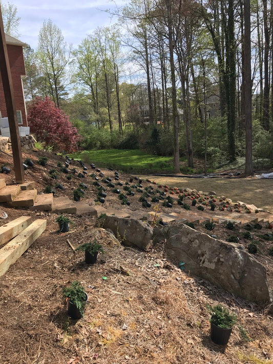 Juniper Blue Rug 1G Installation/Plantings