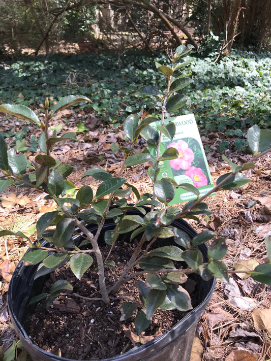3Gal Shishi Gashira Camellia Installation/Plantings