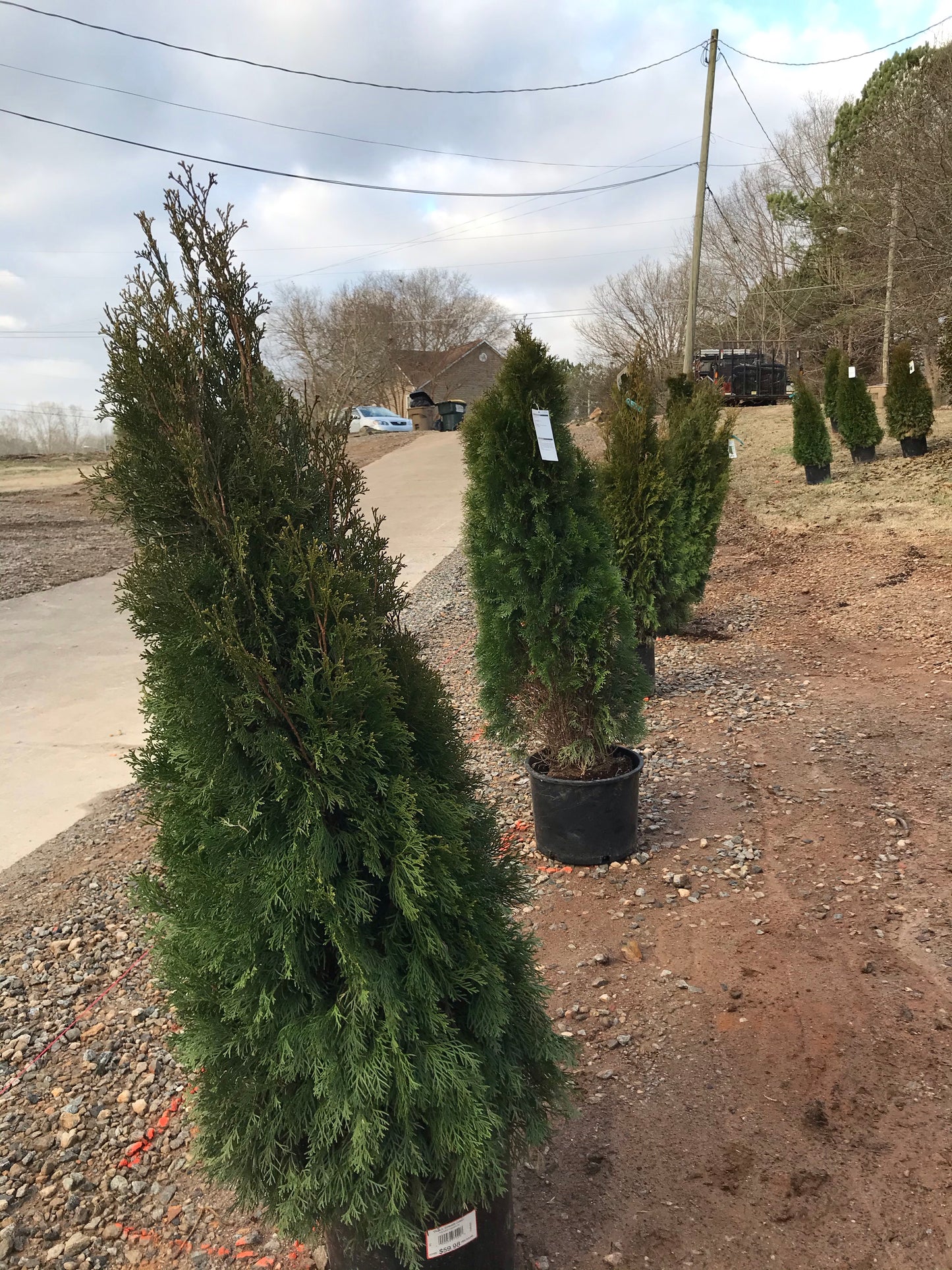 5Gal Emerald Green Arborvitae Installation/Plantings