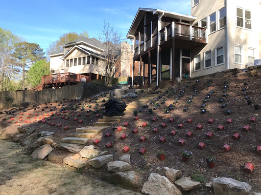 Asian Jasmine 1G Installation/Plantings