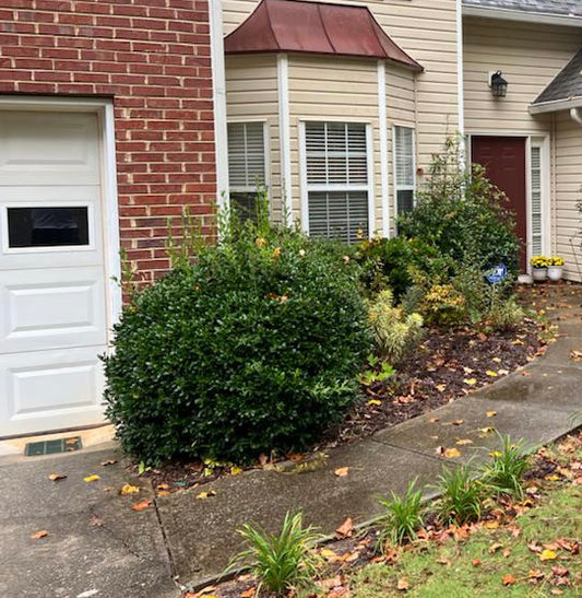 Pull out a bush Medium Installation /Cleanup