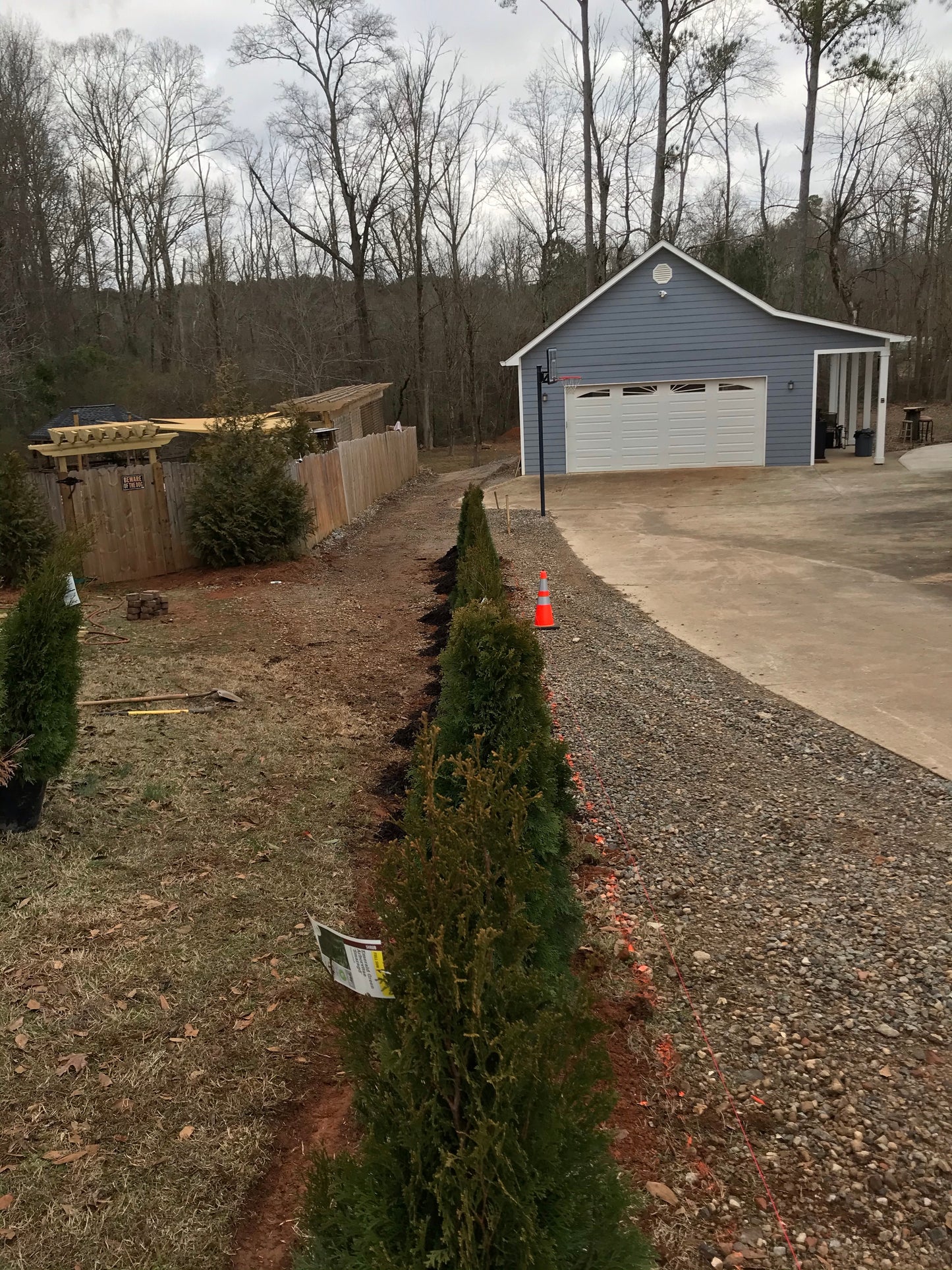 5Gal Emerald Green Arborvitae Installation/Plantings