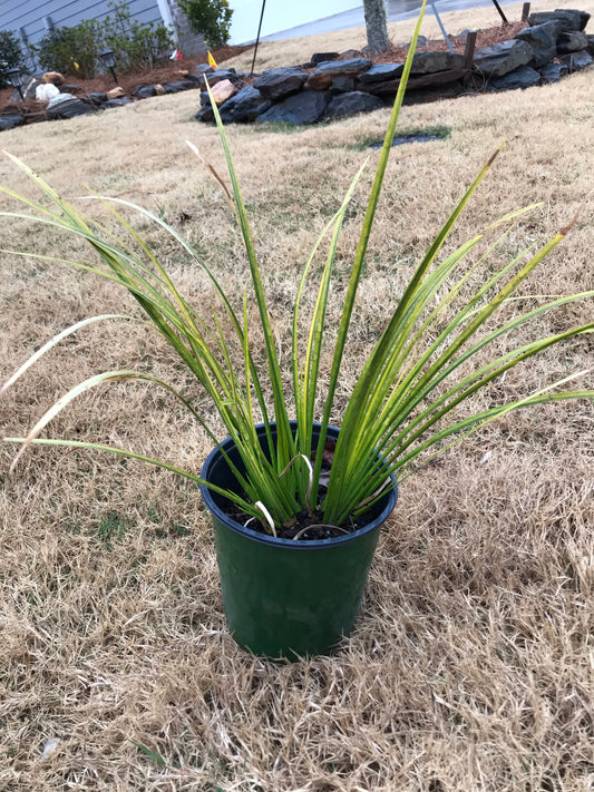 1Gal Acorus gramineus ‘Ogon’ Installation/Plantings
