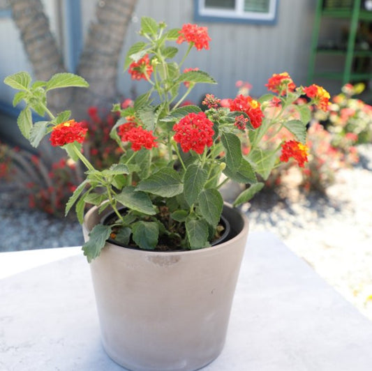 LANTANA Red 1G Installation/Plantings