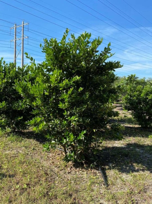 Prune Ligustrum  Maintenance/Cut