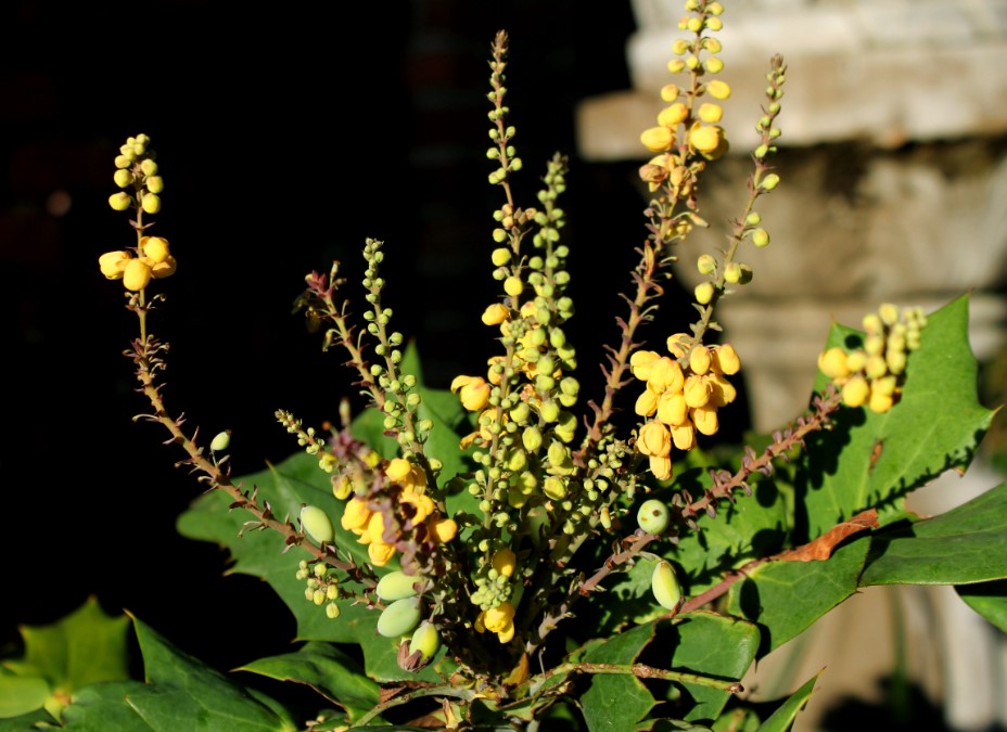 Mahonia  Maintenance/Cut