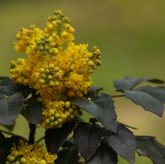 Mahonia  Maintenance/Cut