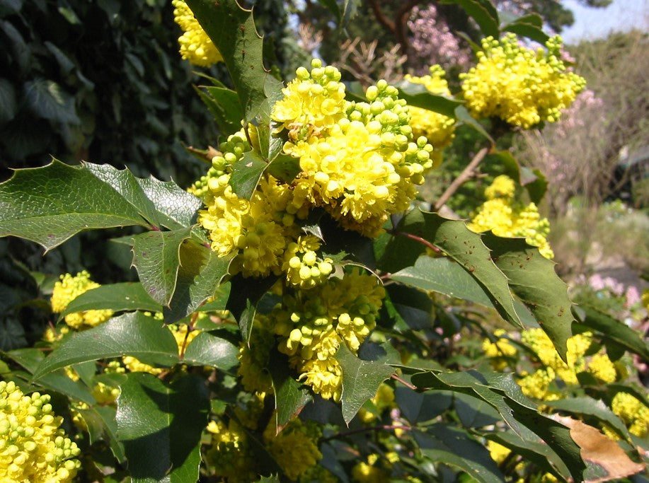 Mahonia  Maintenance/Cut