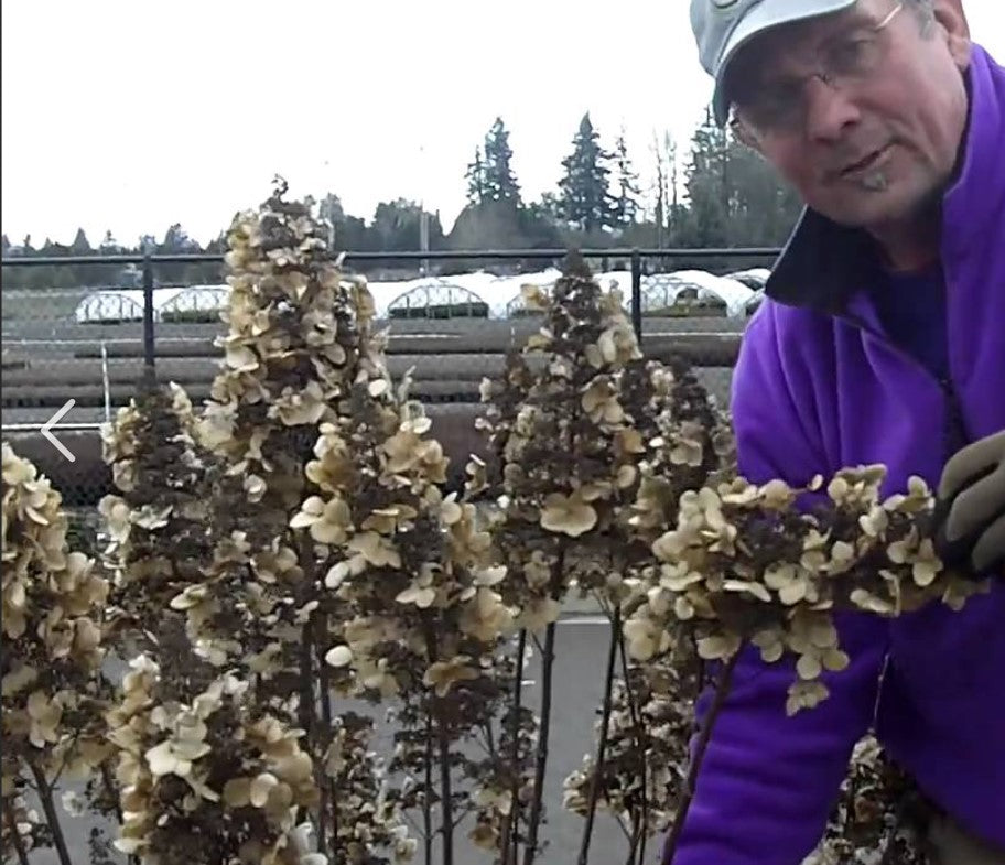Prune Pee Gee Hydrangea Maintenance/Cut