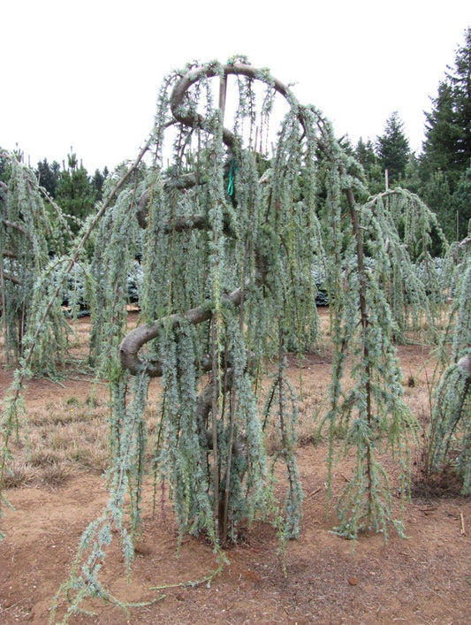 30GAL WEEPING BLUE ATLAS CEDAR  Installation/Tree