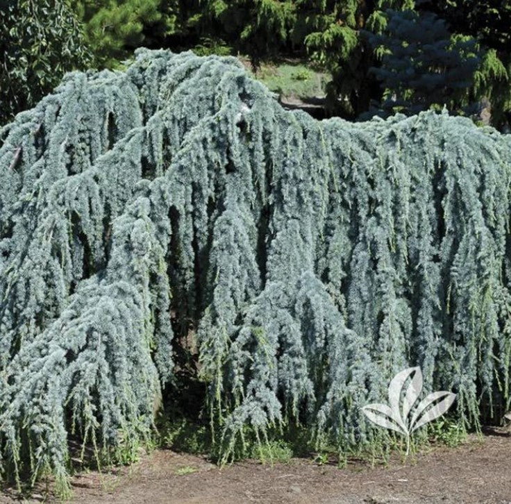 30GAL WEEPING BLUE ATLAS CEDAR  Installation/Tree