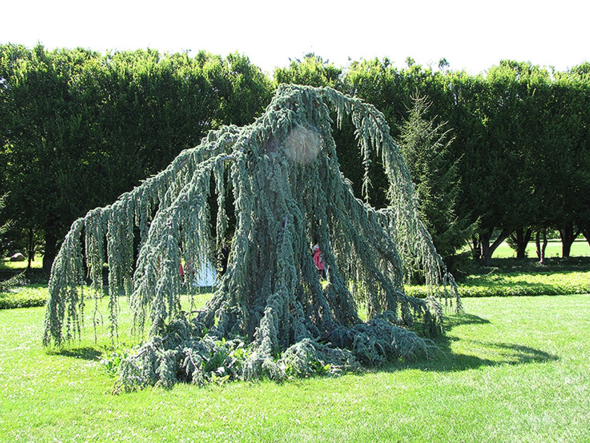 30GAL WEEPING BLUE ATLAS CEDAR  Installation/Tree